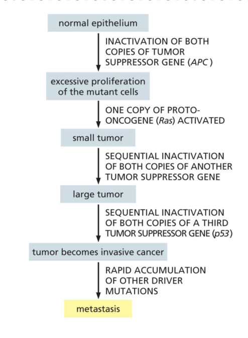 <p>cells with multiples mutations in both proto-oncogenes and tumor supressor genes</p>