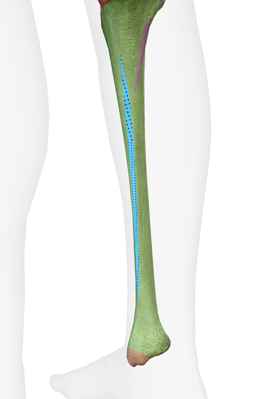 <p>What is this part of the tibia </p>