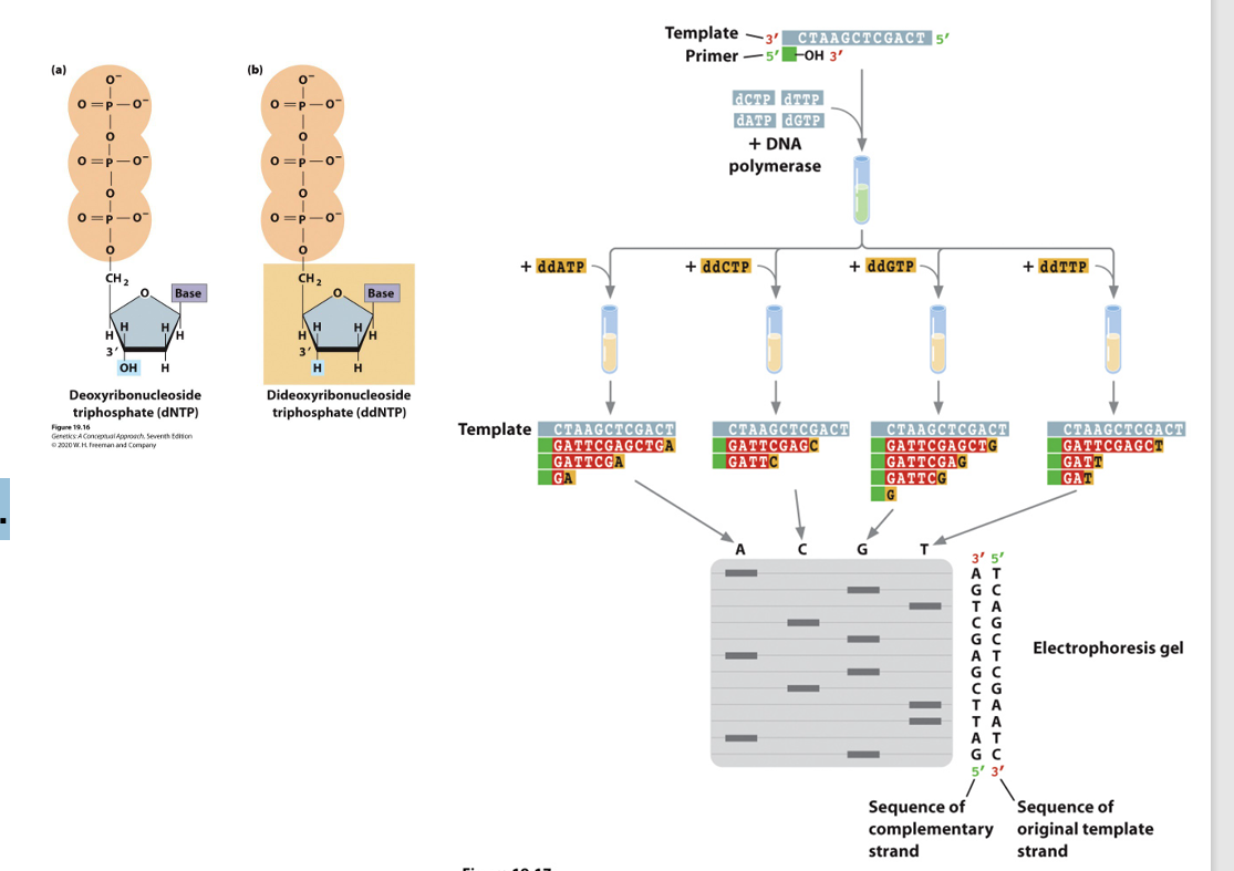 <p>3’-OH required by DNA polymerase to form a phosphodiester bond.</p><p>• DNA replication reaction proceeds until a dideoxy nucleotide is incorporated.</p><p>• No further extension occurs.</p><p>• Detect which position the dideoxy nucleotide was incorporated bc that’s where the sequence terminates</p>