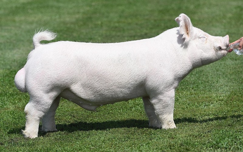 <p>Erect ears, Solid white, Known as the mother breed,</p>