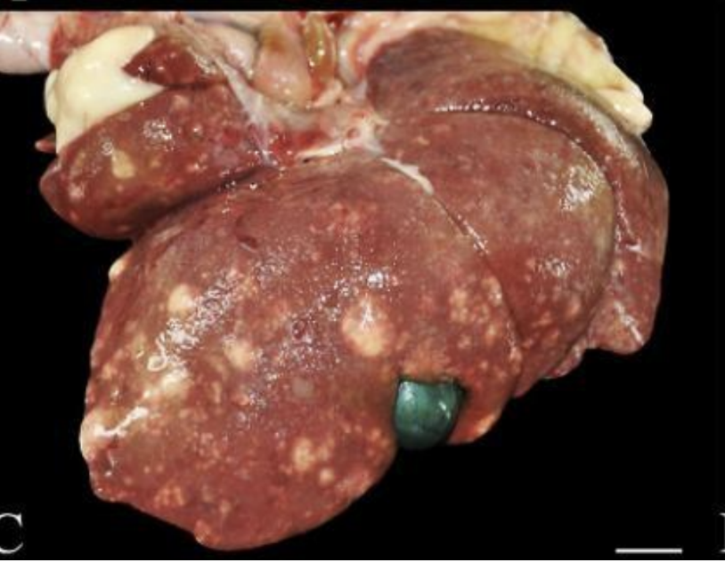 <p>Identify</p><ul><li><p>Lesions:</p></li><li><p>Morphological Diagnosis:</p></li></ul><p></p>