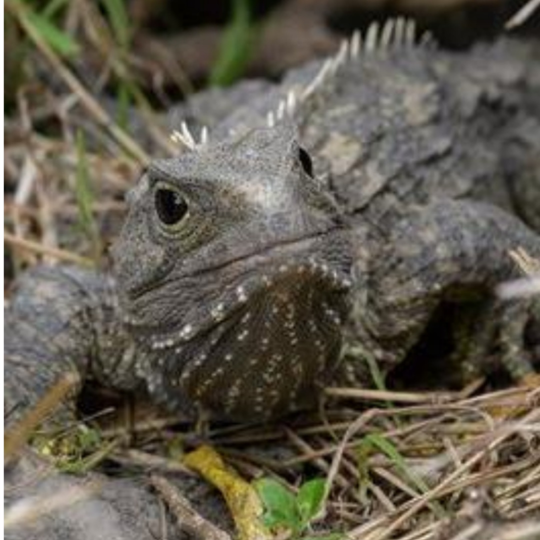 <p>name this animal</p>