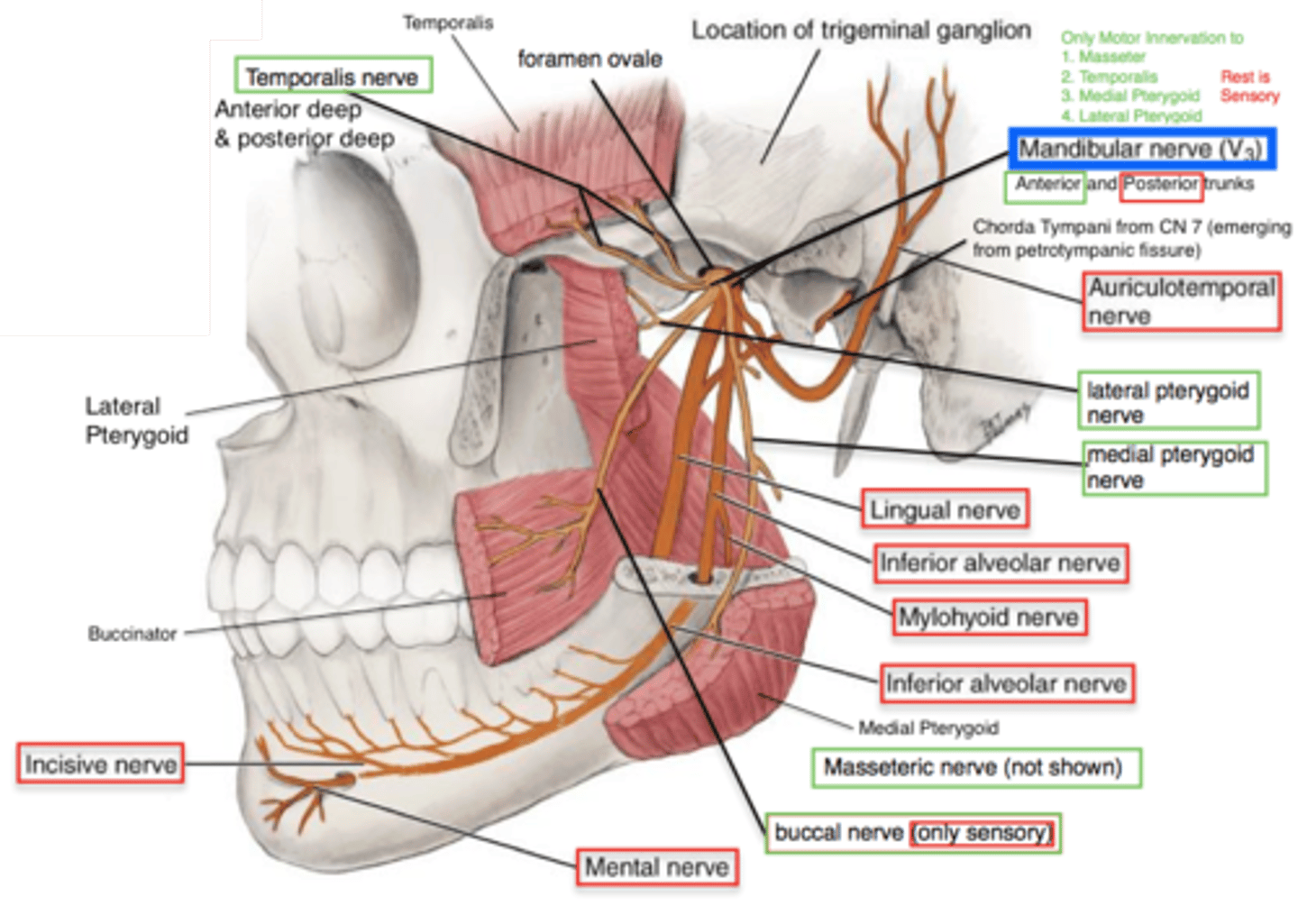 <p>What are the motor branches of the mandibular nerve (CN V3) innervate?</p>