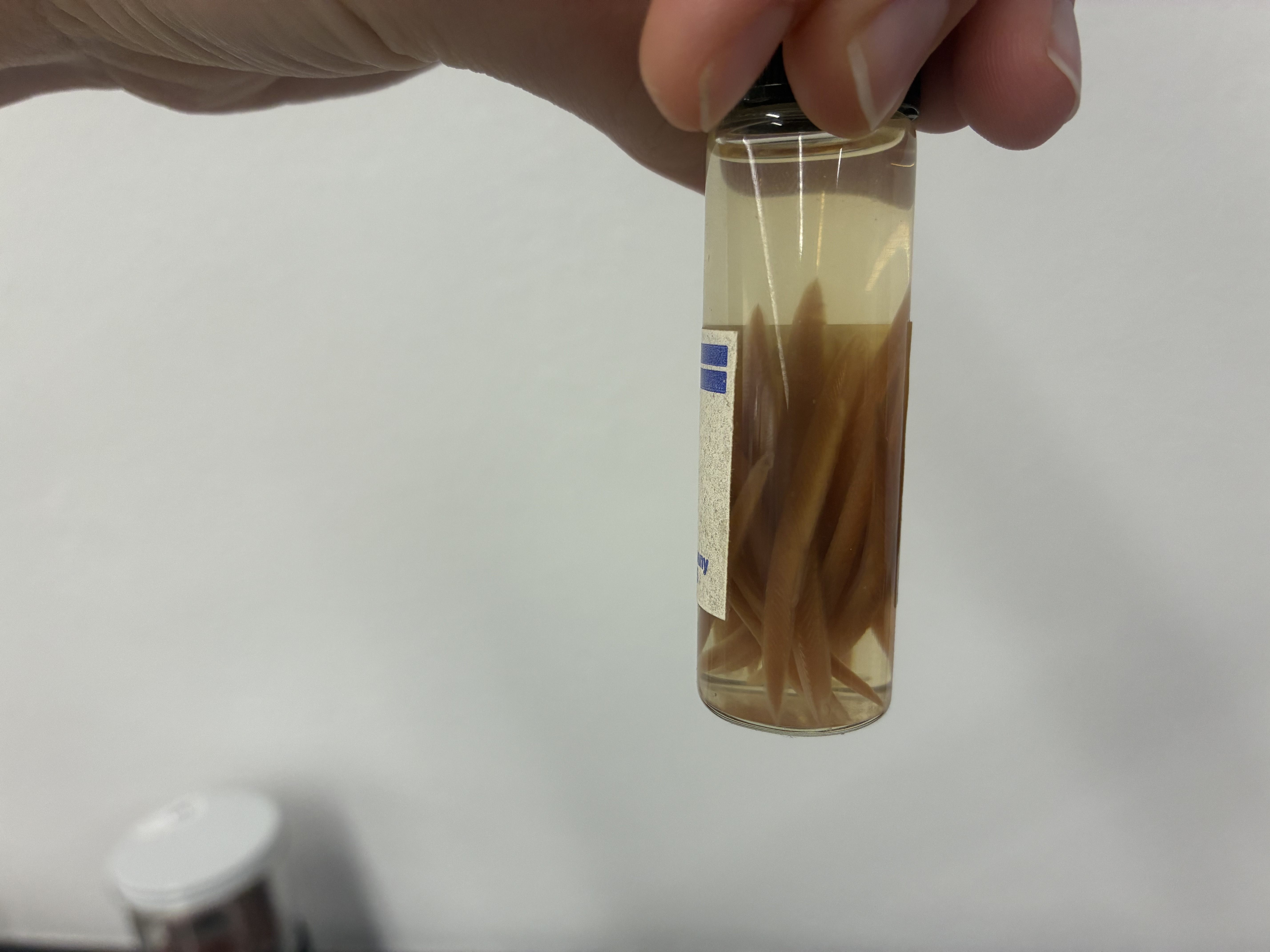 <p>Phylum, class, &amp; key characteristic?</p>