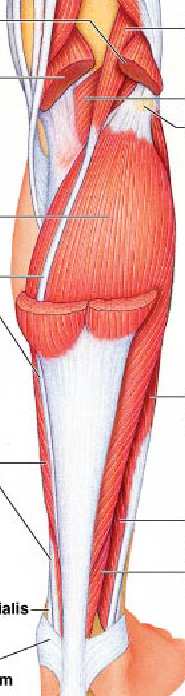 <p>gastrocnemius</p>