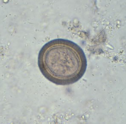 <p>Cats tapeworm</p>
