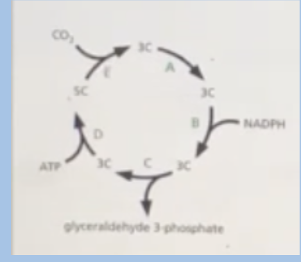 <p><span style="background-color: transparent;">In this simplified diagram of the reactions of the carbon-fixation cycle, which step consumes ATP?</span></p><p><span>A. A</span></p><p><span style="background-color: transparent;">B. B</span></p><p><span style="background-color: transparent;">C. C</span></p><p><span>D. D</span></p>
