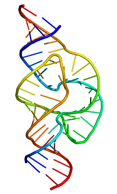<p>Ribozyme</p>