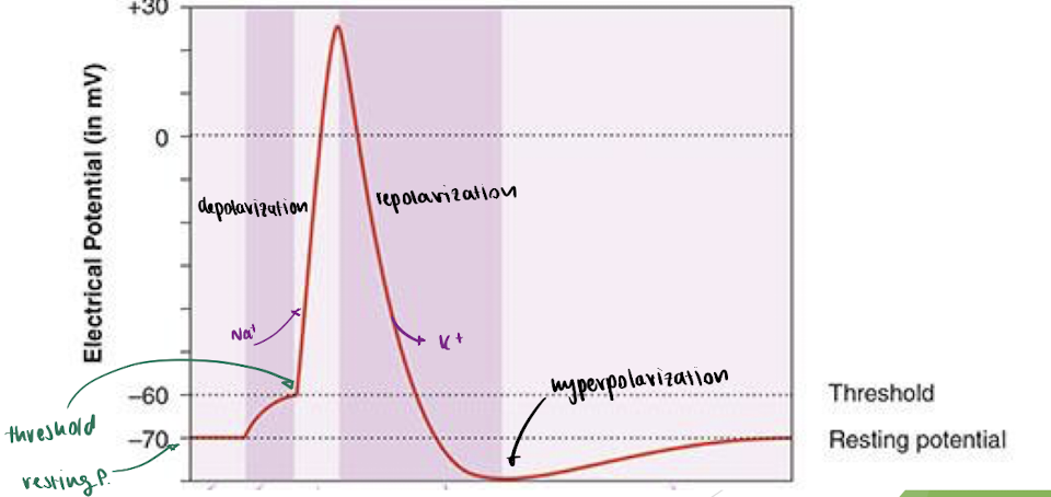 <p>= abrupt depolarization of membrane, allowing neurons to communicate</p><ul><li><p>occurs when the local potential (partial depolarization) exceeds the threshold for an electrically-gated channel</p></li></ul><p>ex. Na+ floods cell, K+ leaves cell</p><p></p><ul><li><p>an UNGRADED potential = occurs at full strength, or NOT at all (all-or-none law)</p></li><li><p>nondecremental → thus potential travels down axon w/o any decrease in size + is propagated at points along the way</p></li></ul><p></p>