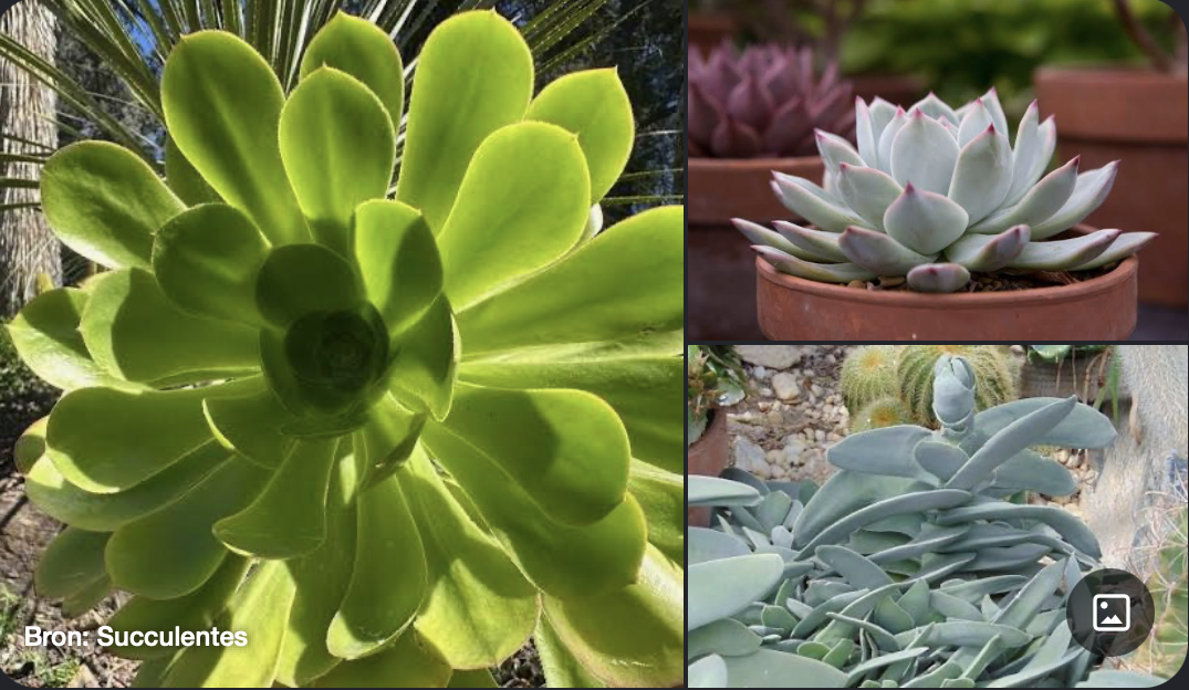 <p>Kenmerken:</p><ul><li><p><strong>Bladeren:</strong> Dik, vlezig en sappig (<strong>succulent</strong>) bedoeld om water op te slaan in droge of stenige habitats.</p></li><li><p><strong>Fysiologie:</strong> Bekend om het <strong>CAM-metabolisme</strong> (nemen 's nachts <span>CO2</span> op om waterverlies overdag te minimaliseren).</p></li><li><p><strong>Bloem:</strong> Radiaal symmetrisch, waarbij het aantal kelkbladen, kroonbladen en stamperblaadjes exact gelijk is (vaak 4- of 5-tallig), met soms het dubbele aantal meeldraden.</p></li></ul><p></p>