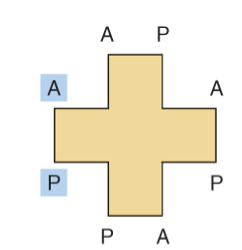 <p>What type of porphyrin is this?</p>