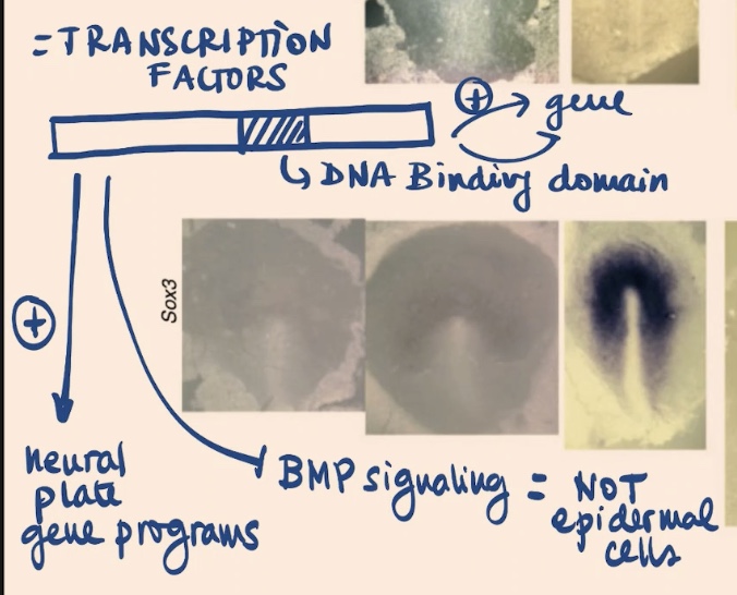 <p>neural plate gene programs, BMP signaling </p>