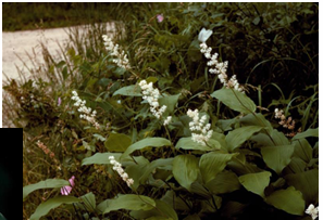 <p>false Solomon-seal</p>