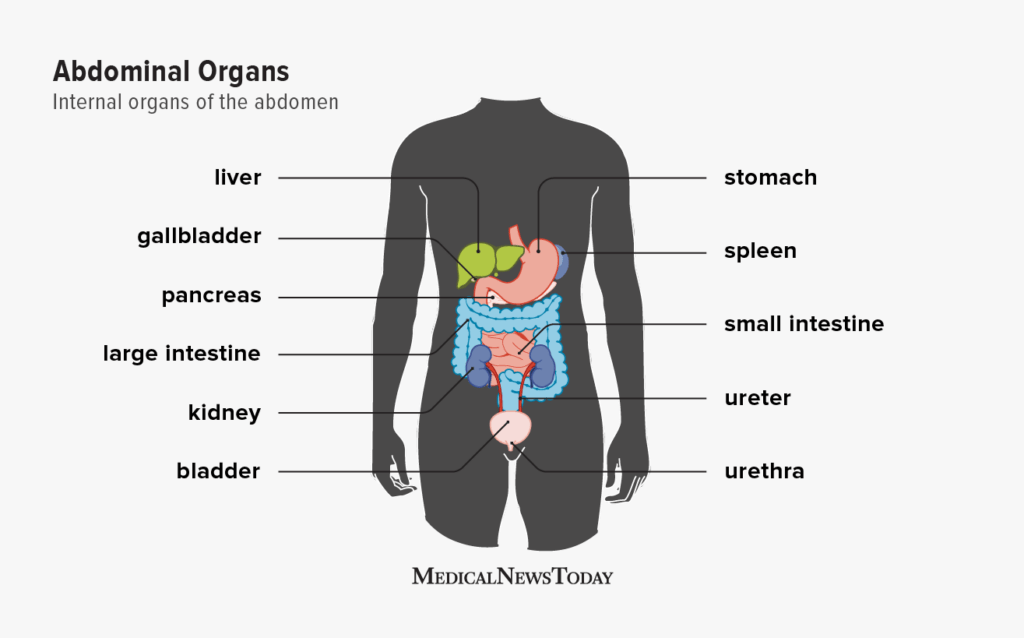 <p>what energy is food molecules in the stomach?</p>