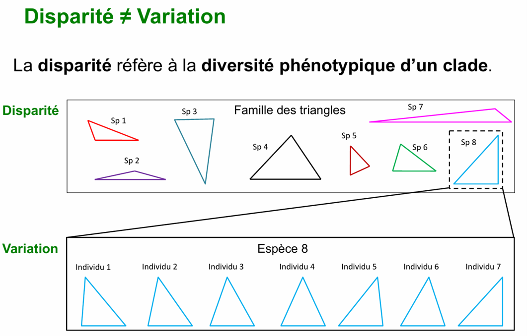 <p>La diversité spécifique mesure le nombre d’espèces présentes dans une communauté et éventuellement leur répartition relative. La disparité, en revanche, mesure la diversité des formes, des traits et des fonctions de ces espèces. Deux communautés peuvent donc avoir la même richesse spécifique, mais une disparité très différente si les espèces y occupent des rôles écologiques plus ou moins variés.</p>