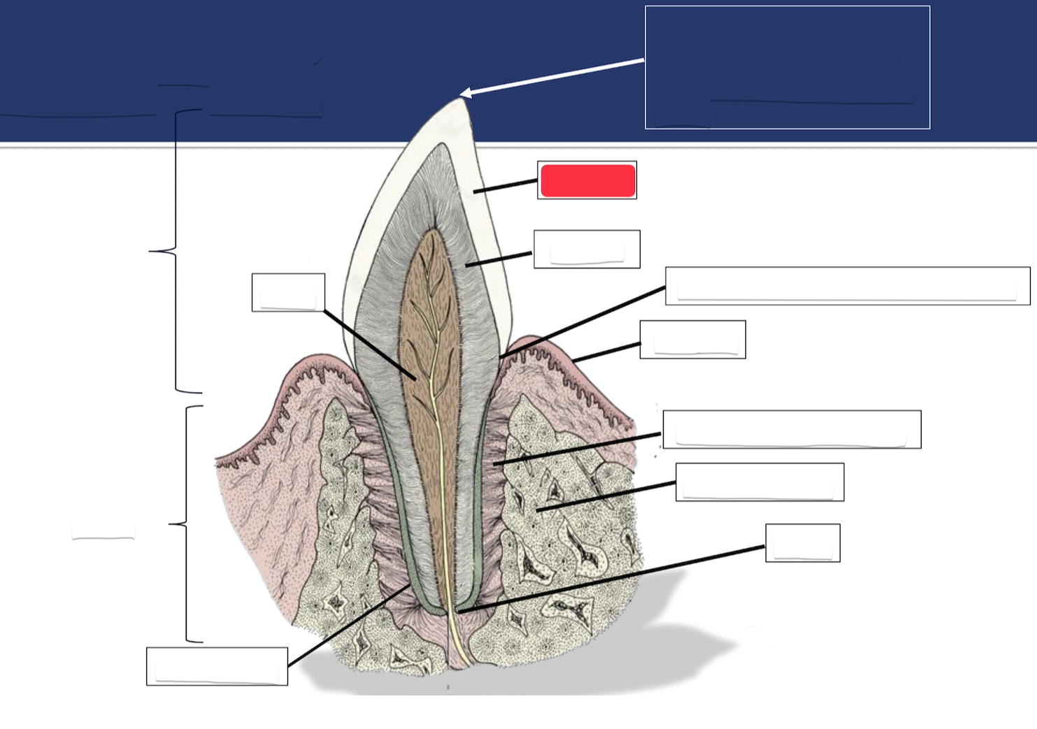 <p>Label this part of the tooth.</p>