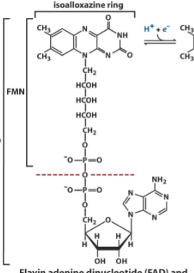 <p>Contains an adenine nucleotide connected to a isoalloxazine ring nucleotide = dinucleotide. Able to be reduced two seperate times by the gaining of hydride ions, on the isoalloxazine ring portion.</p>