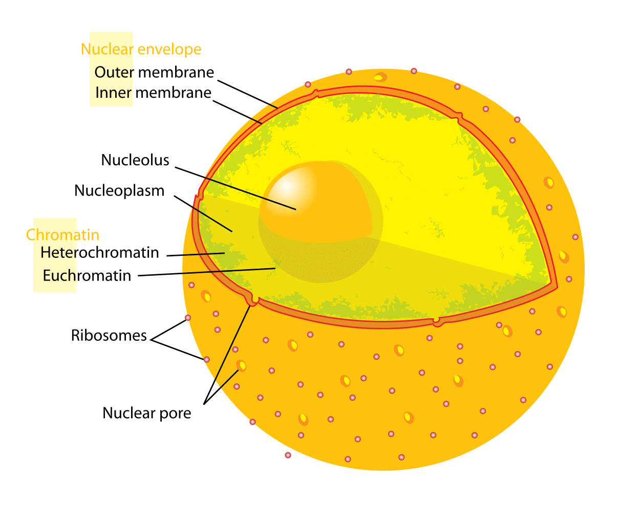 <p>Nucleus</p>
