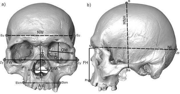 <p>L x B x H /3 = cranial capacity <br><br>L - front, back <br>B - width <br>H- top bottom </p>