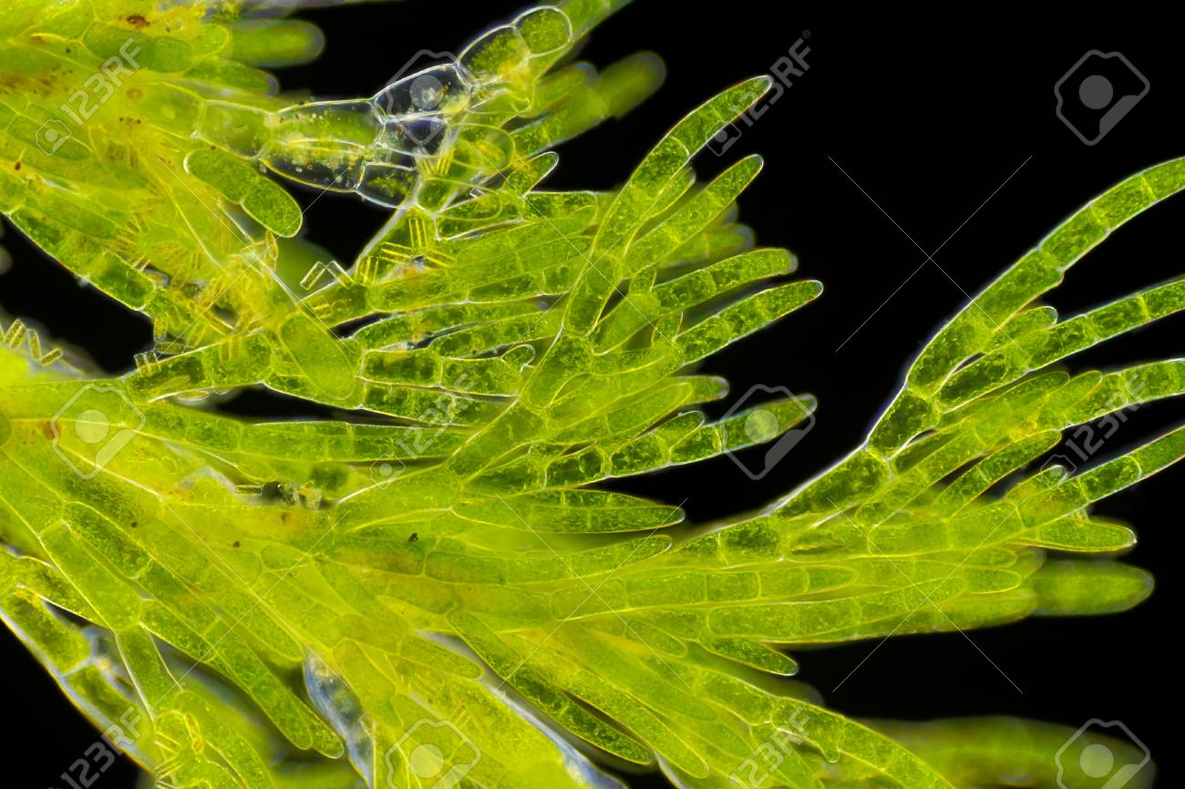 <p>green alga</p>