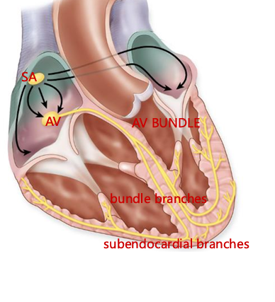 <p>a bundle of conducting muscle fibers that runs through the interventricular septum</p>