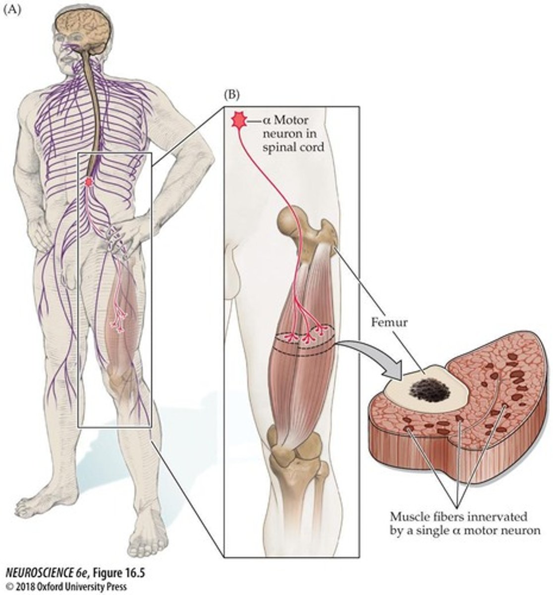 <p>A motor unit consists of a single alpha motor neuron and all the muscle fibers it innervates.</p>