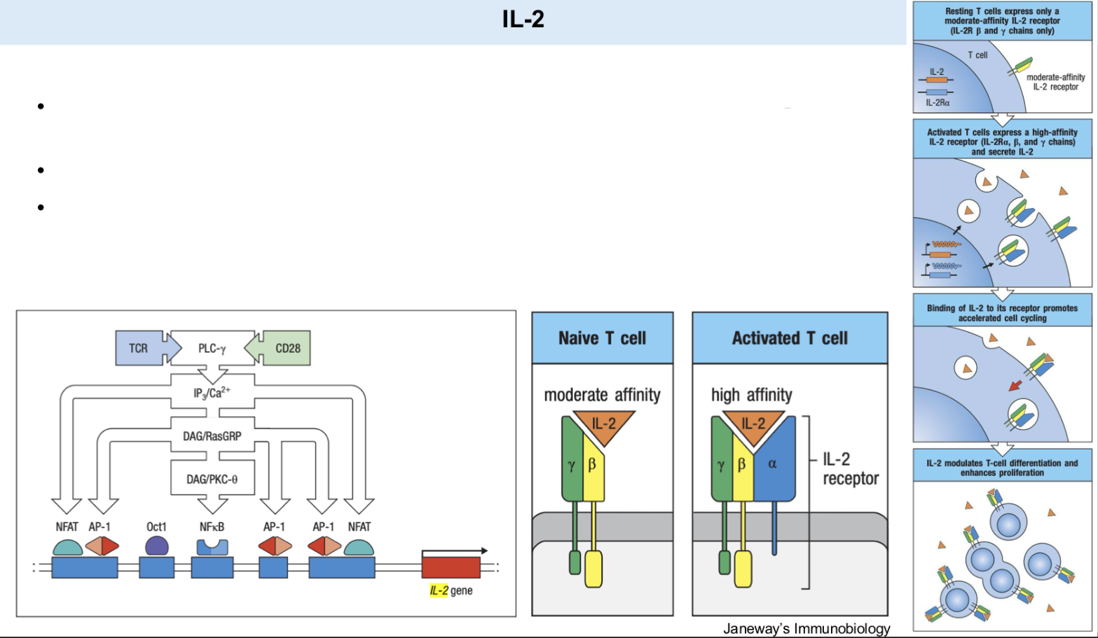 <p>• TCR activation leads to transcription of the cytokine _ as well as its high affinity receptor _ (CD25).</p><p>• Autocrine and paracrine signaling.</p><p>• IL-2 signaling is necessary for _ proliferation.</p>