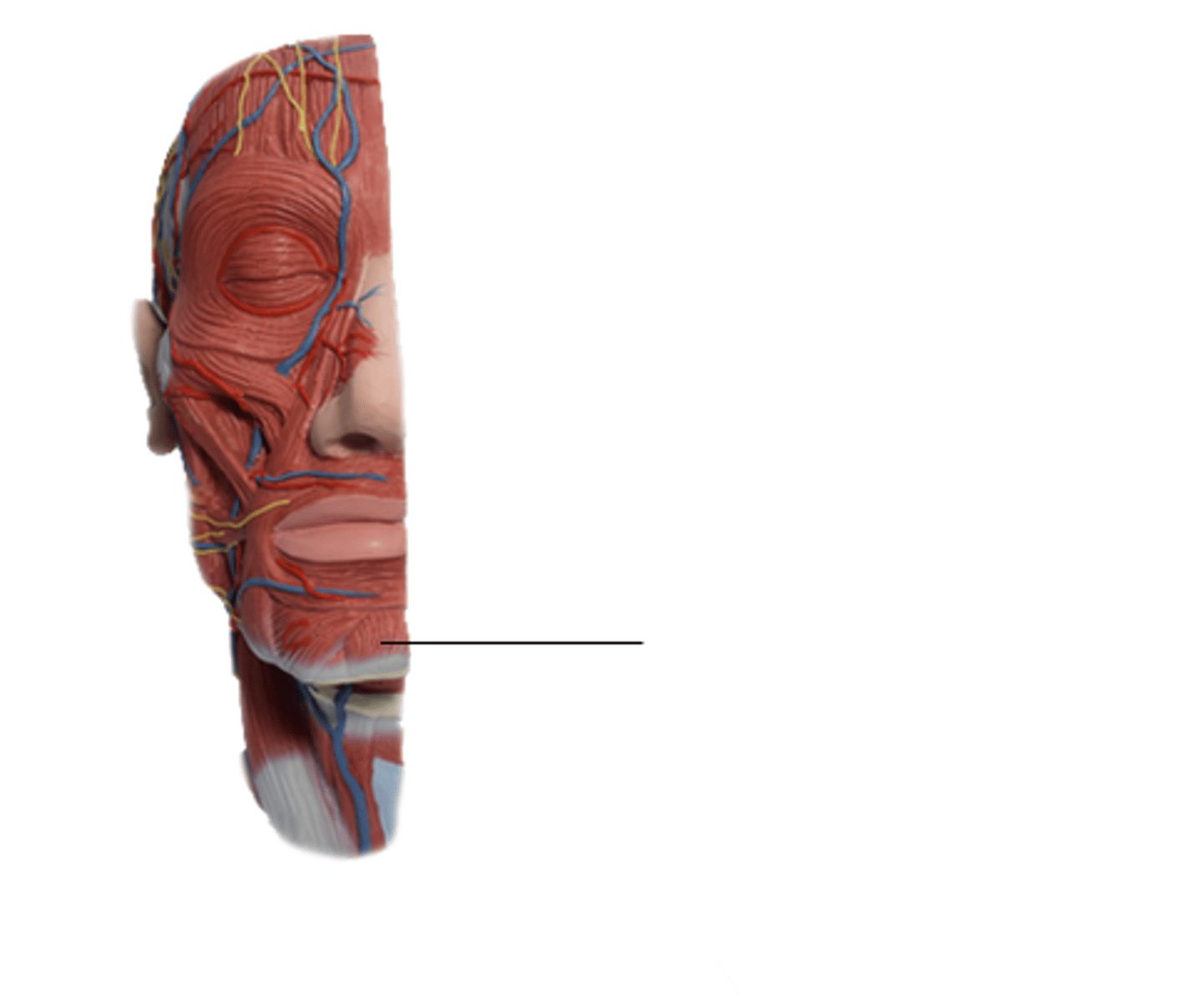 <p>Location: Muscle of the mental region- chin</p><p>Action: Elevates lower lip</p>