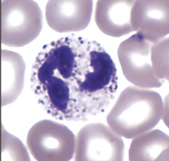 <p>which part of blood cells are shown?</p>