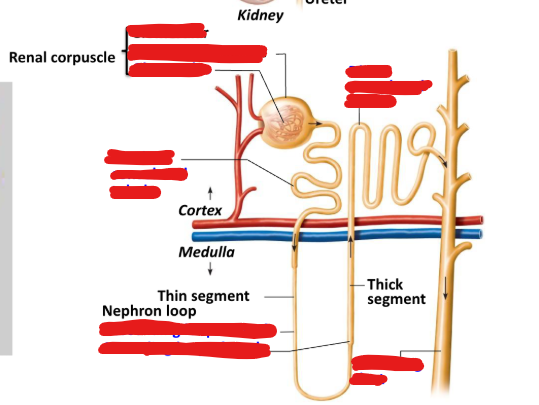<p>Label the structures for the Nephron (tubular component)</p>