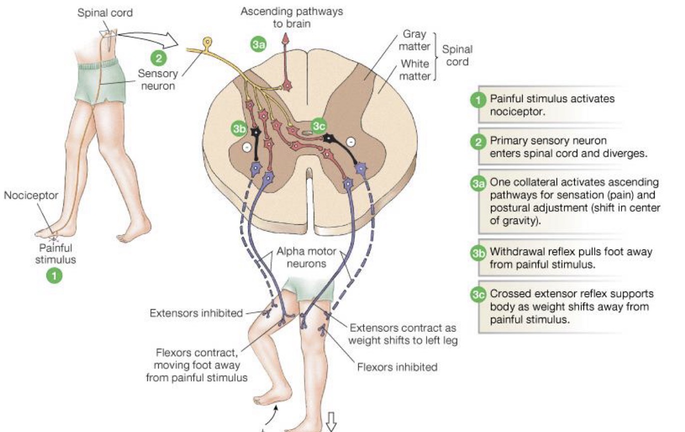 <p>This is a reflex that mainly occurs in the lower extremities. </p><p>1) Free nerve ending detects painful stimulus</p><p>2) Sensory neuron sends info to spinal cord </p><p>3b) The leg that received the pain stimulus </p><ul><li><p>Motor neuron to flexors gets facilitatory activation</p><ul><li><p>Dorsiflexors, knee flexors, and hip flexors contract</p></li></ul></li><li><p>Motor neurons to extensors are inhibited</p></li><li><p>Result: Leg is withdrawn from source of pain</p></li></ul><p>However, to readjust weight, the flexor reflex occurs simultaneously with the extensor reflex</p><p>3c) Sensory neurons via interneurons synapse to motor neurons of opposite leg </p><ul><li><p>Motor neurons of the extensors are stimulated and muscles contract</p></li><li><p>Flexors are inhibited </p></li><li><p>Result: Body weight is shifted and we stay upright with gravity</p></li></ul><p></p>