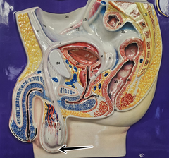 <p>The pouch of flesh that house the testis</p>