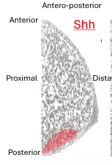 <p>posterior axis - Shh </p>