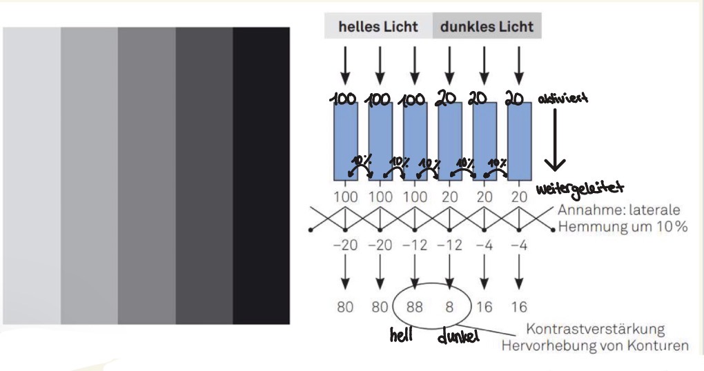 <p><strong>Laterale Inhibition</strong></p><p>Damit ist meistens nur ein Mechanismus gemeint, der sich auf die Verschaltung mehrerer Ganglienzellen bezieht</p><ul><li><p>Die Zellen in der Retina hemmen sich gegenseitig: je stärker die Aktivierung einer Zelle, desto stärker die Hemmung ihrer Nachbarn</p></li><li><p><strong>=>Laterale inhibition ermöglicht Kontrastverstärkung</strong></p></li></ul><p><strong>Kontrastverstärkung - Mach’sche Bänder/Streifen</strong></p><ul><li><p>An den Grenzen zwischen hellen und dunklen Streifen sieht man künstliche helle bzw. dunkle Linien.</p></li><li><p>Dies lässt sich durch den Mechanismus der lateralen Inhibition erklären: Die Zellen in der Retina hemmen sich gegenseitig; je stärker die Aktivierung einer Zelle, desto stärker die Hemmung ihrer Nachbarn bzw. andersherum, je schwächer die Aktivierung einer Zelle, desto schwächer die Hemmung ihrer Nachbarn</p></li><li><p>Die physiologische Grundlage der Kontrastverstärkung ist die Verschaltung der Bipolarzellen in der Retina</p></li></ul><p>Kontrastverstärkung → hebt Unterschiede zwischen Bereichen hervor.</p>