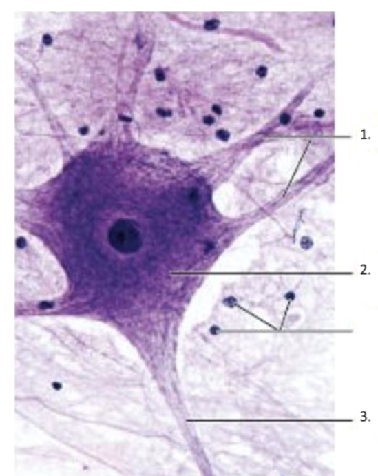 <p><span>What is the structure indicated by #2 in the image provided below?</span></p>