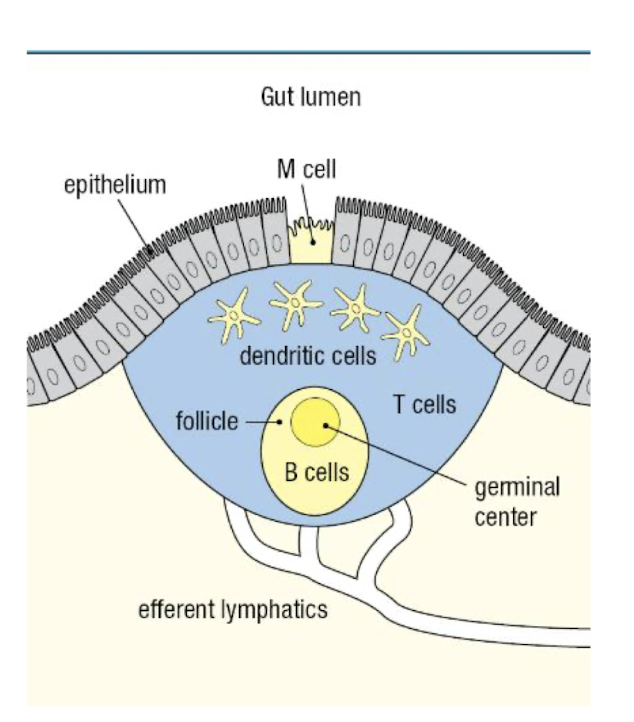 <p>non-encapsulated</p><p>gut associated lymphoid tissue (GALT)</p><ul><li><p>Peyer’s patches, tonsils, adenoids</p></li><li><p>M cells deliver Ags from gut to adaptive immune cells</p></li></ul><p>Bronchial-associated lymphoid tissue (BALT)</p><ul><li><p>respiratory epithelium</p></li></ul><p></p>