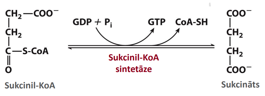 <p>Nosaukums: Substrāta līmeņa fosforilēšana: Sukcinil-KoA sintetāze</p><p>Substrāts: Sukcinil-KoA</p><p>Produkts:  Sukcināts</p><p>Enzīms: Sukcinil-KoA sintetāze</p><p>Citas īpatnības: Eksergoniska reakcija. Izmanto GDP, izšķeļ Coa-SH. Mazliet termodinamiski izdevīga, atgrieziniska. </p>