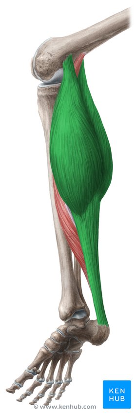 <p><span style="background-color: transparent;">Femur condyles; calcaneus | Foot: plantar flexion; Tibia/fibula: flexion</span></p>