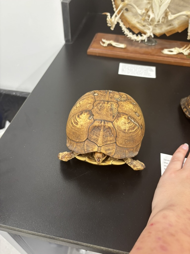 <p>What is this (phylum, subphylum, superclass, class, order, common name)?</p>