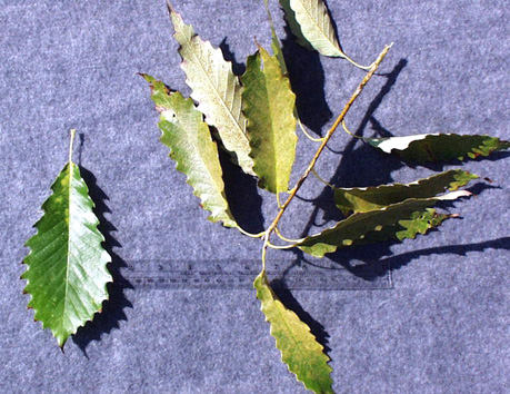 <p>common name</p>