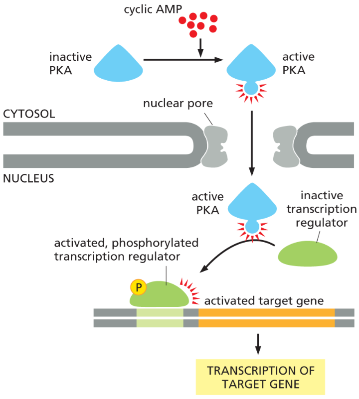 <p>PKA enters the nucleus and phosphorylates transcription regulators that activate gene transcription.</p>