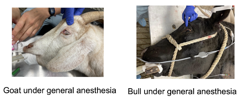 <p>may rotate ventrally</p>