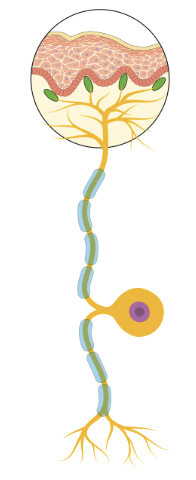 <p>What type of neuron is this?</p>