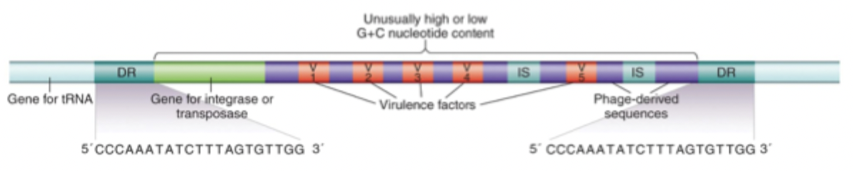 <p>Transposons: flanking direct repeat regions</p><p>Integrated phage genomes: multiple mobile genetic elements</p><p>Phage DNA integration: adjacent tRNA genes</p>
