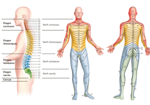 <p>31 paires : </p><ul><li><p>8 paires de nerfs cervicaux </p></li><li><p>12 paires de nerfs thoraciques (ou dorsaux) </p></li><li><p>5 paires de nerfs lombaires (ou lombaux </p></li><li><p>5 paires de nerfs sacrés (ou sacraux) </p></li><li><p>1 paire de nerf coccygien</p></li></ul><p></p>