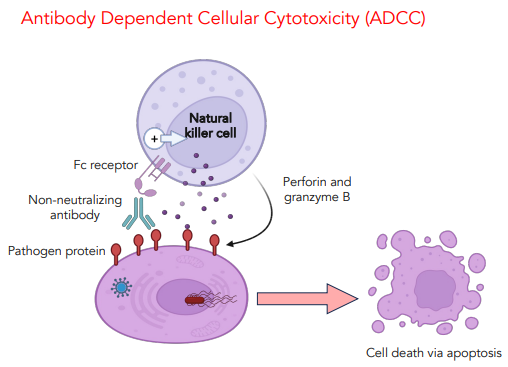 <p>when an antibody binds to a pathogen, the Fc receptor on NK cells can bind to the antibody</p><p></p><p>this triggers the degranulation of perforin &amp; granzyme B</p>