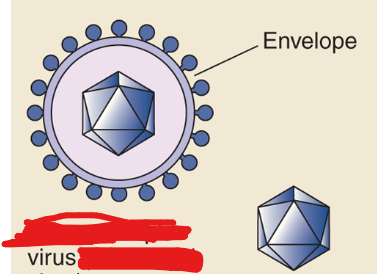 <p>Describe the morphology for <strong>Icosahedral Viruses </strong>and give an example.</p>