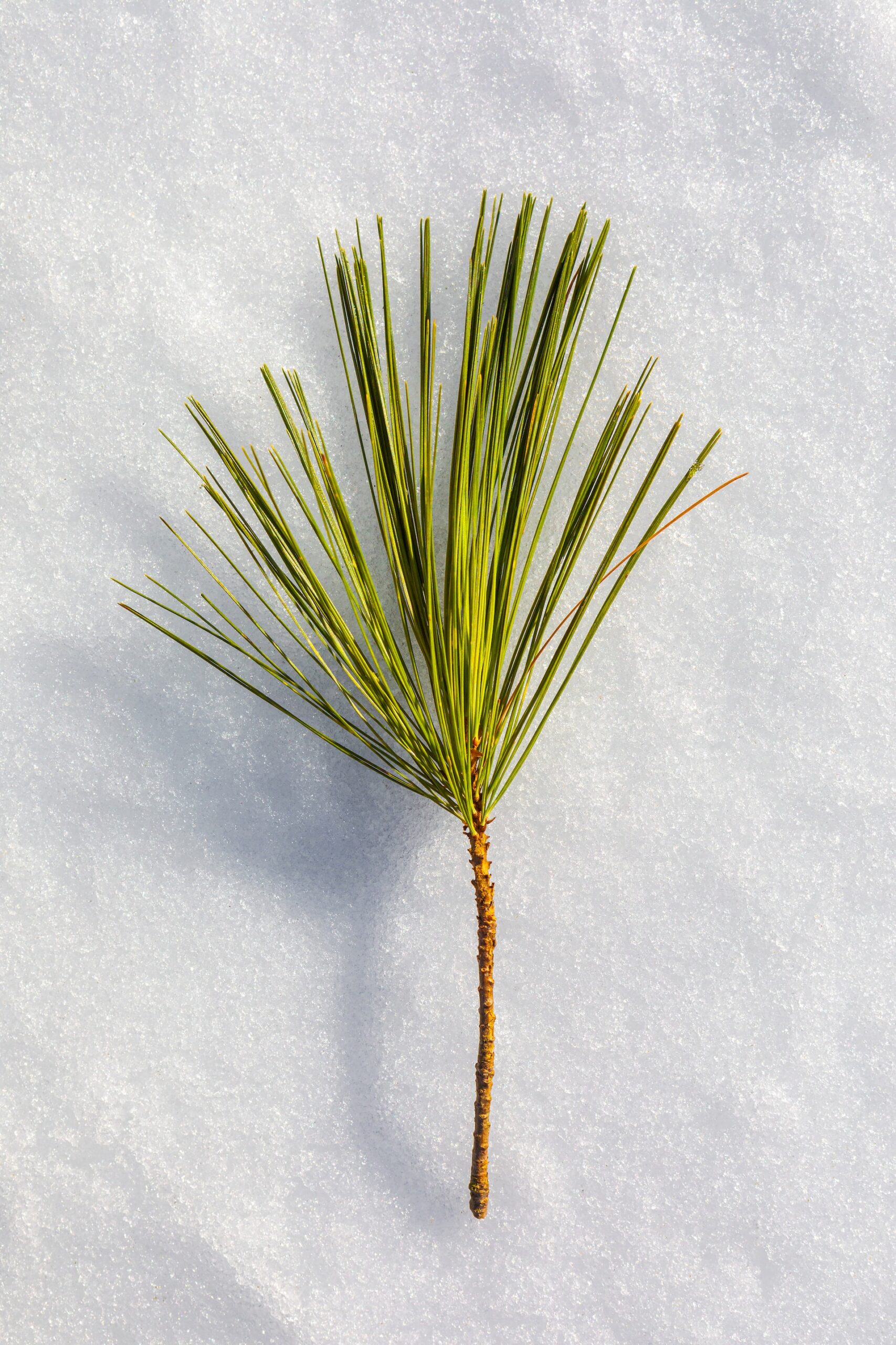 <p>What type of narrow leaf is depicted? </p>