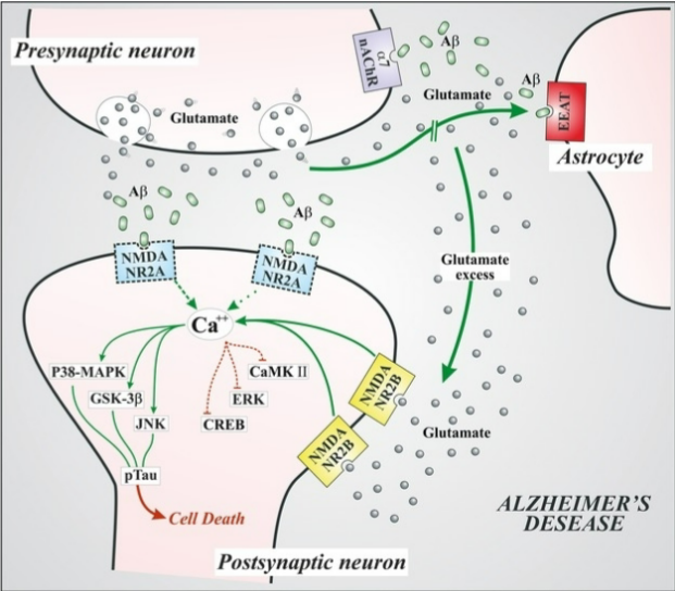 <p>NMDA receptor antagonist</p><ul><li><p>Blocking NMDA receptors mitigates excitatory neurotoxicity and potentially provides neuroprotection</p></li></ul><p></p>