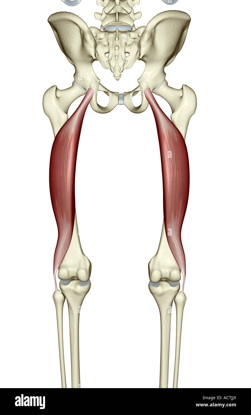 <p>(anterior) - anterior inferior iliac spine </p><p>(posterior) - superior margin of acetabulum </p>